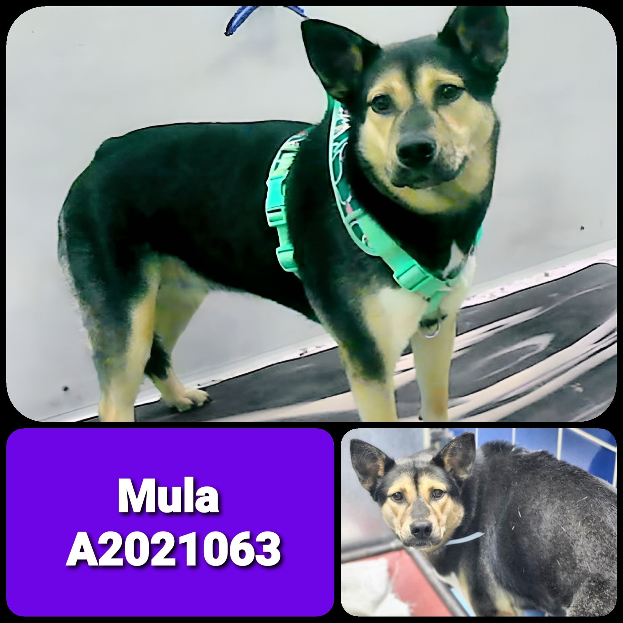 Save - Rip 🌈 😭 🕊 💔 🐶 Mula #A2021063 (SB10) Rescue Only F ︎15M ︎65lbs ...