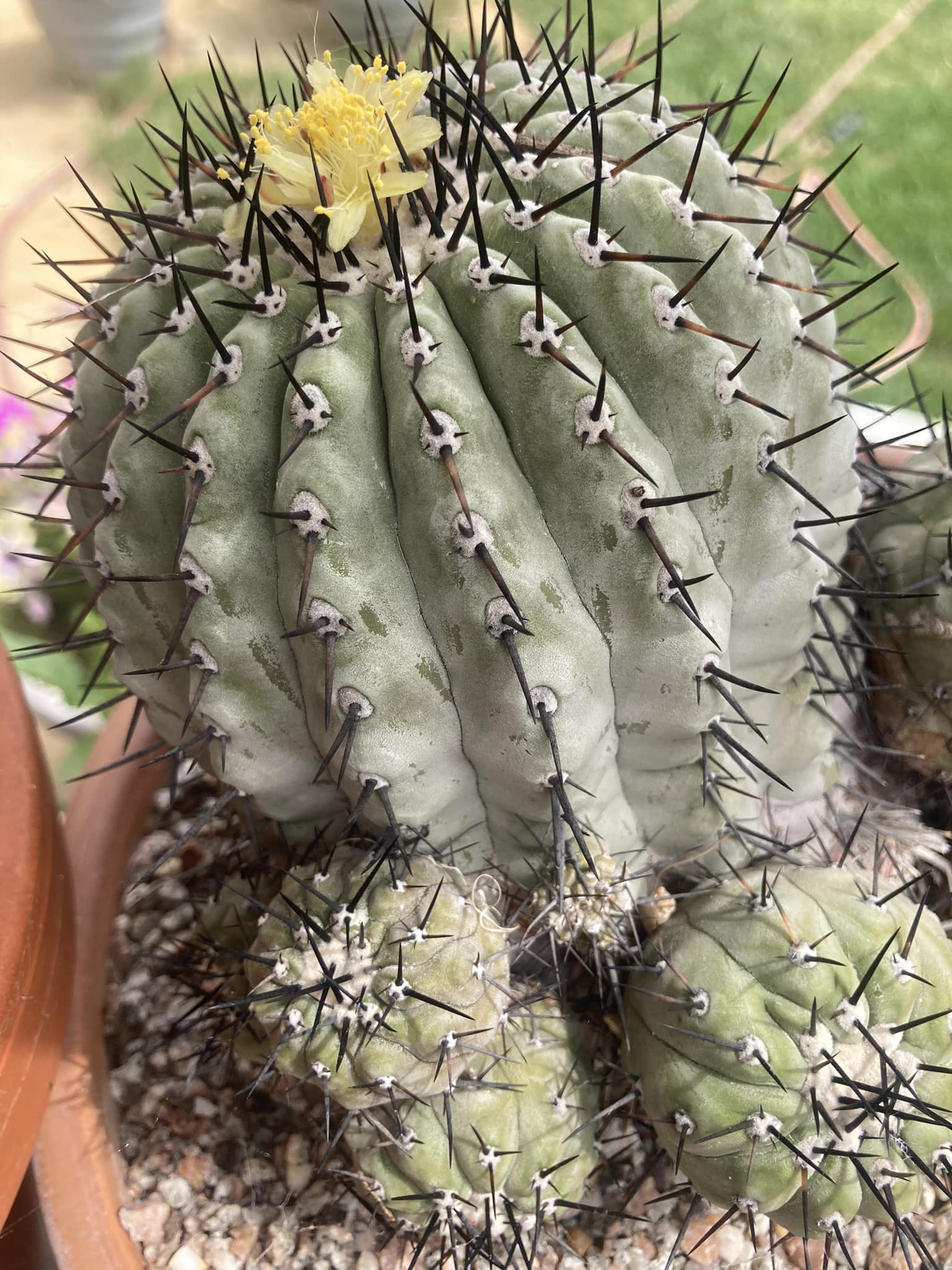 A selection of Copiapoa cinerea in flower today:)