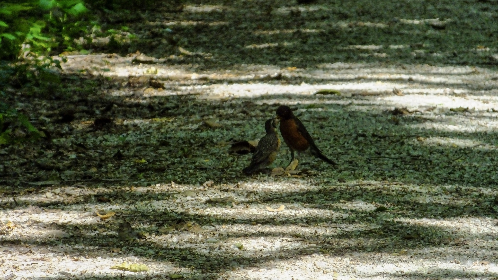 With... - DeSoto and Boyer Chute National Wildlife Refuges