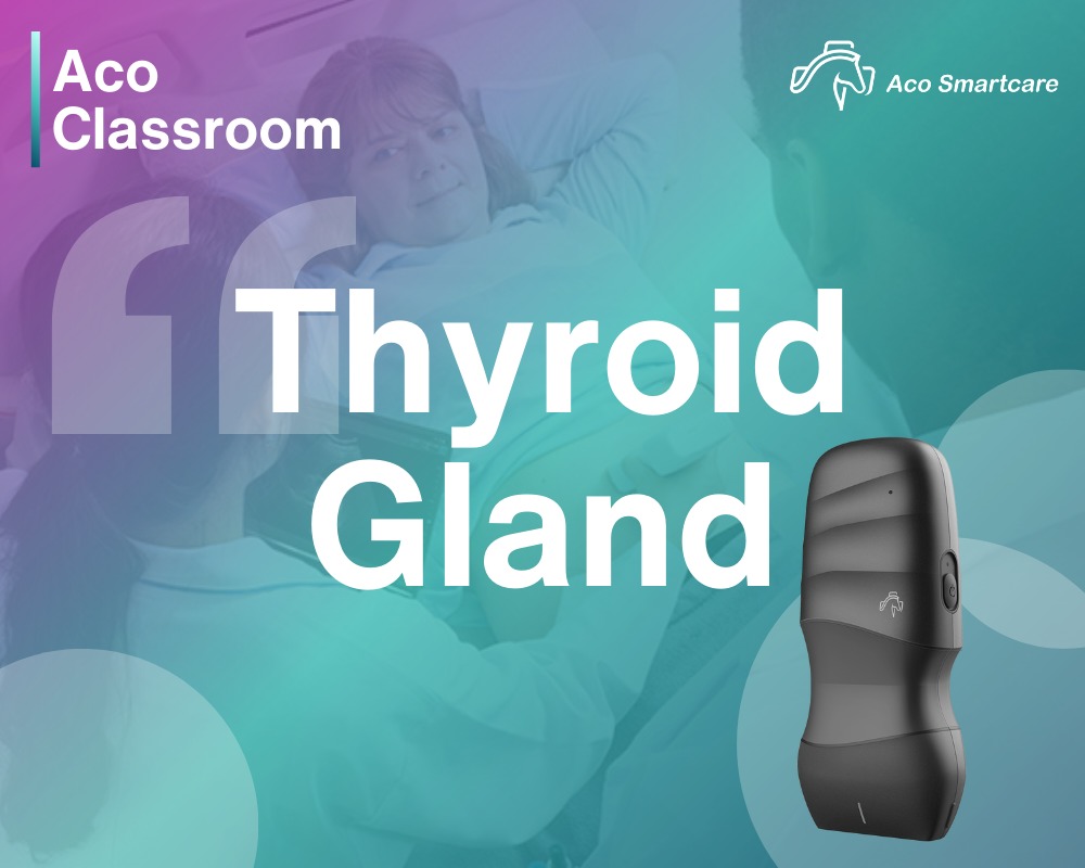 Aco - The thyroid gland is super important—it helps control your ...