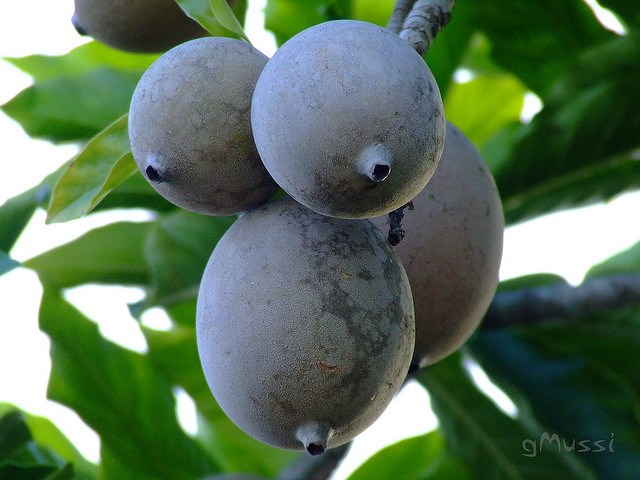 Frutas - EL CARUTO (Genipa americana L.) El Caruto de la familia del ...