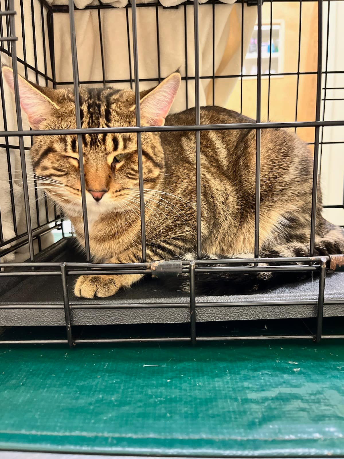 Ireland Animal Clinic Home