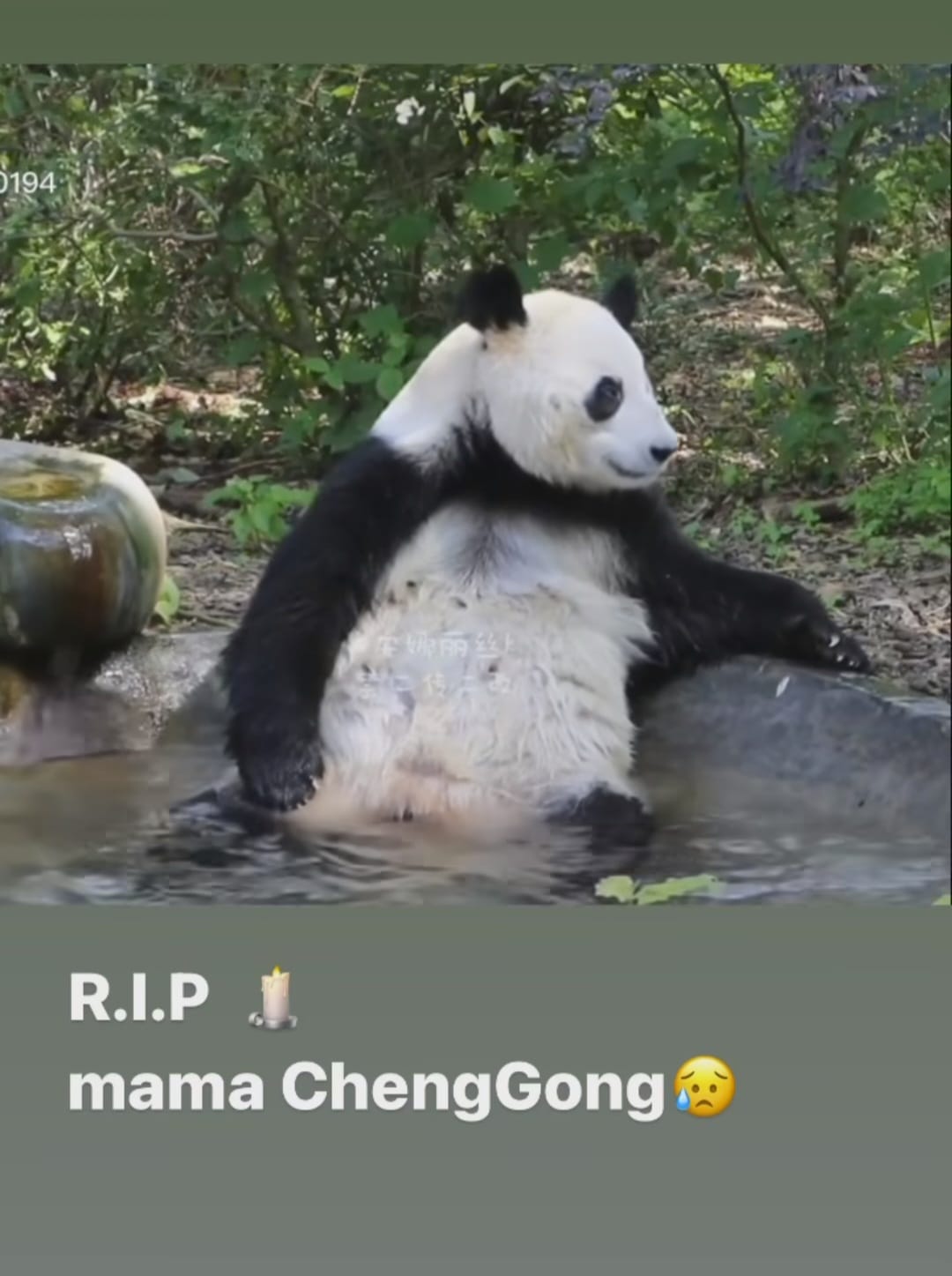 Panda LoveYou - Baby Hehua is sitting on her favourite tire throne ...