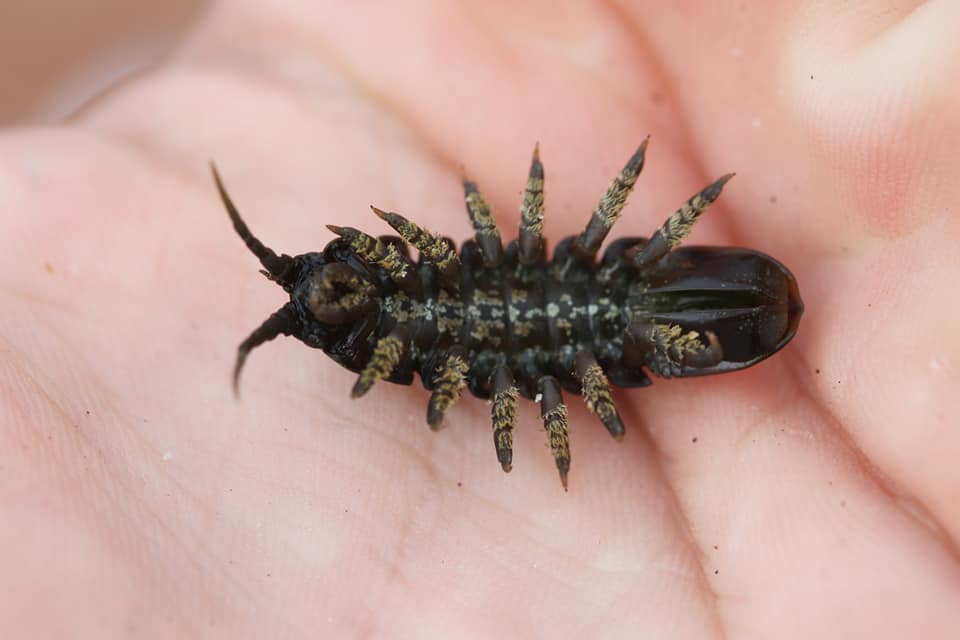 Oregon Insect Identification Entomology Beetle Identification