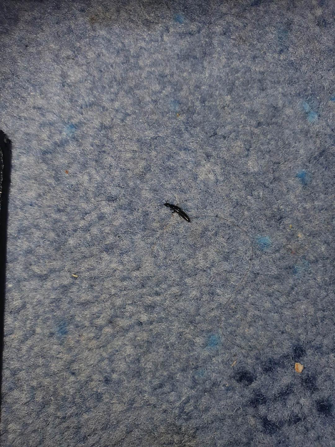 What is this insect found in my house?