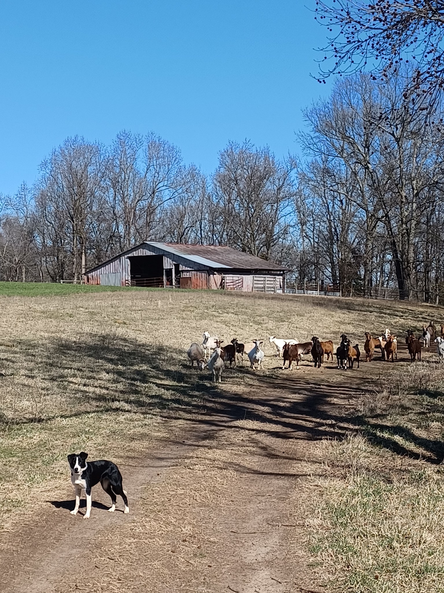 Taylor Farm-Goats At Work... - Taylor Farm-Goats At Work