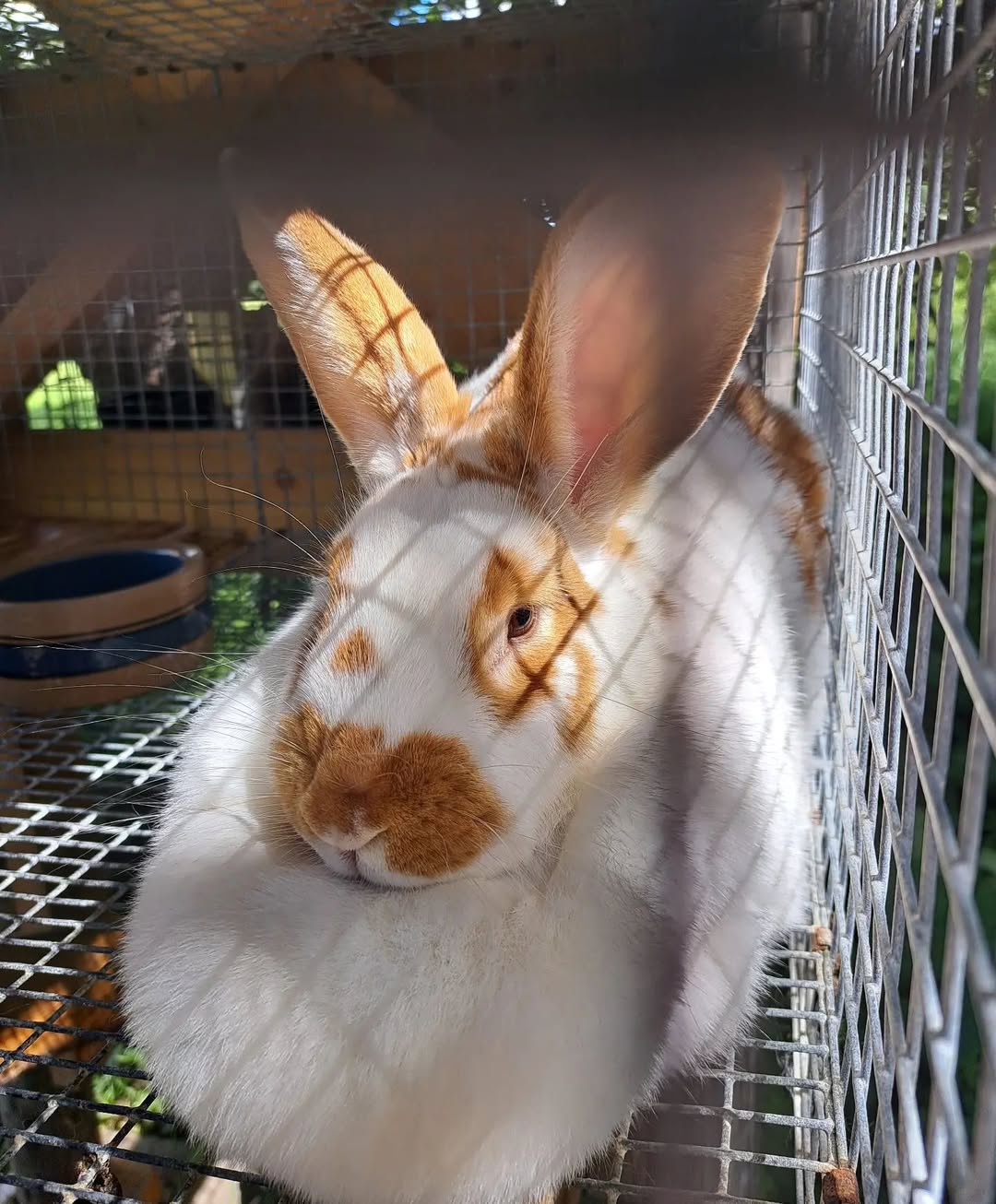 Canadian Rabbit Breeder Directory