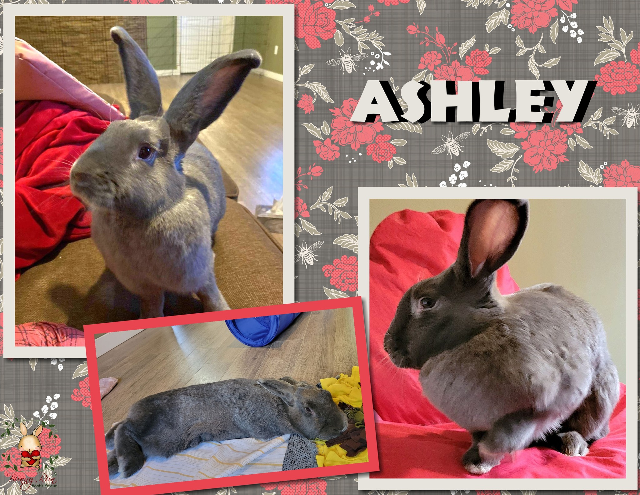 Beautiful Ashley is our big,... - Bunny Run Rabbit Rescue | Facebook
