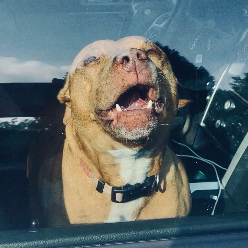 This is one of two dogs that showed up in one of our officer's yard ...
