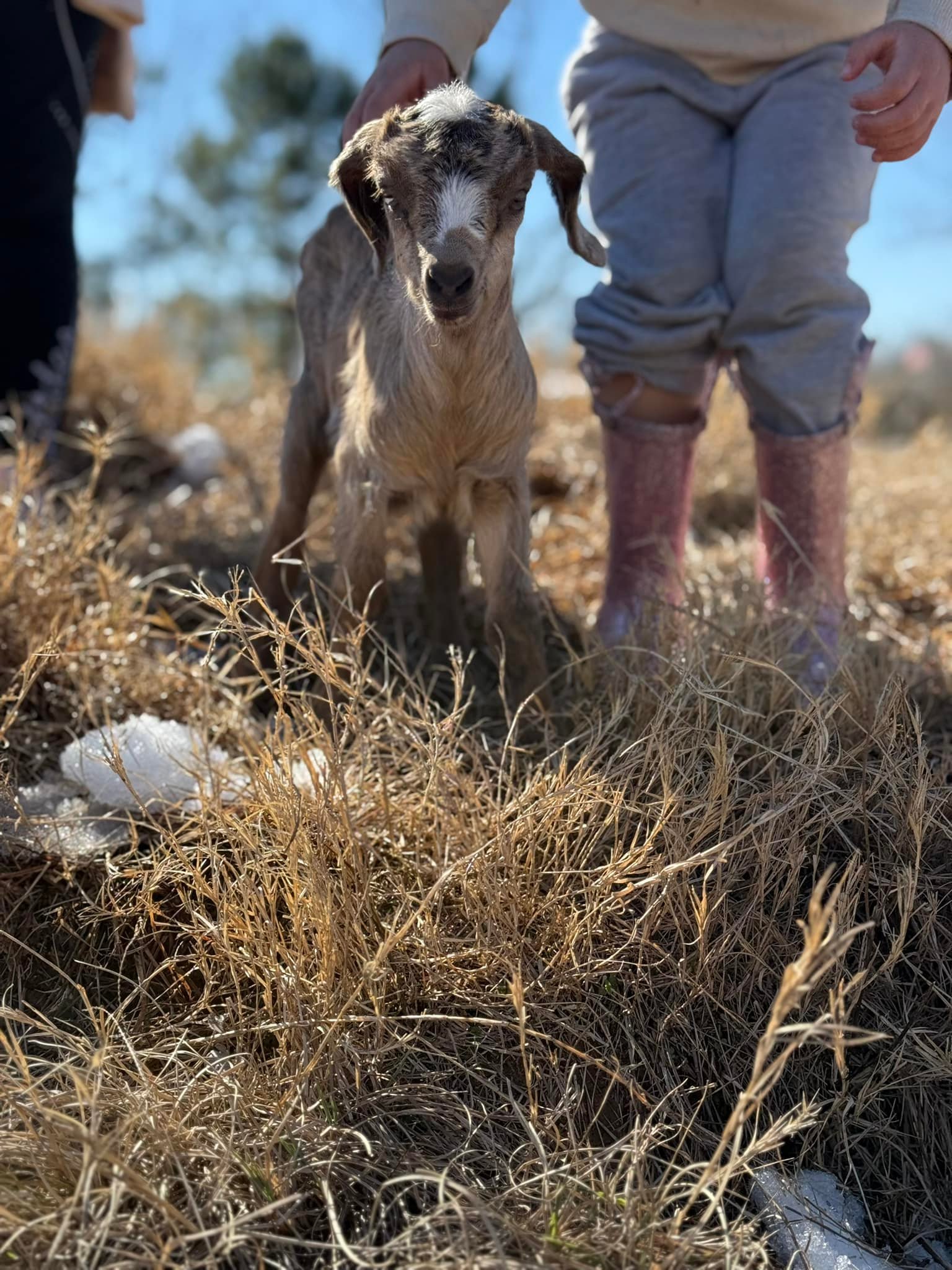 Andre Family Farms and Kennels