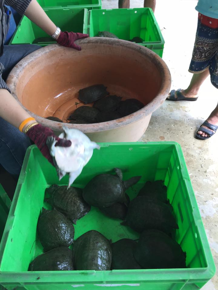 ฟาร์มตะพาบน้ำ P&R Farm | Photharam