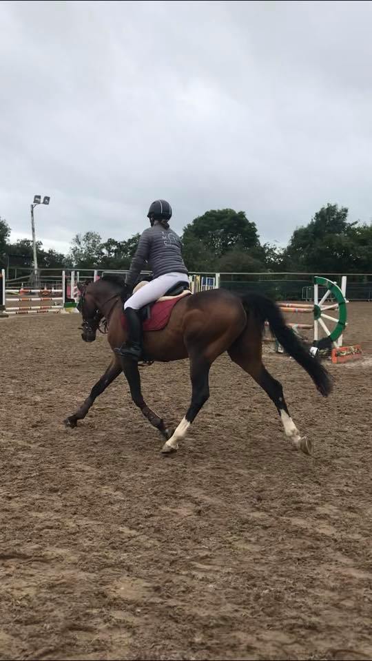 TMC Equine Show Prep