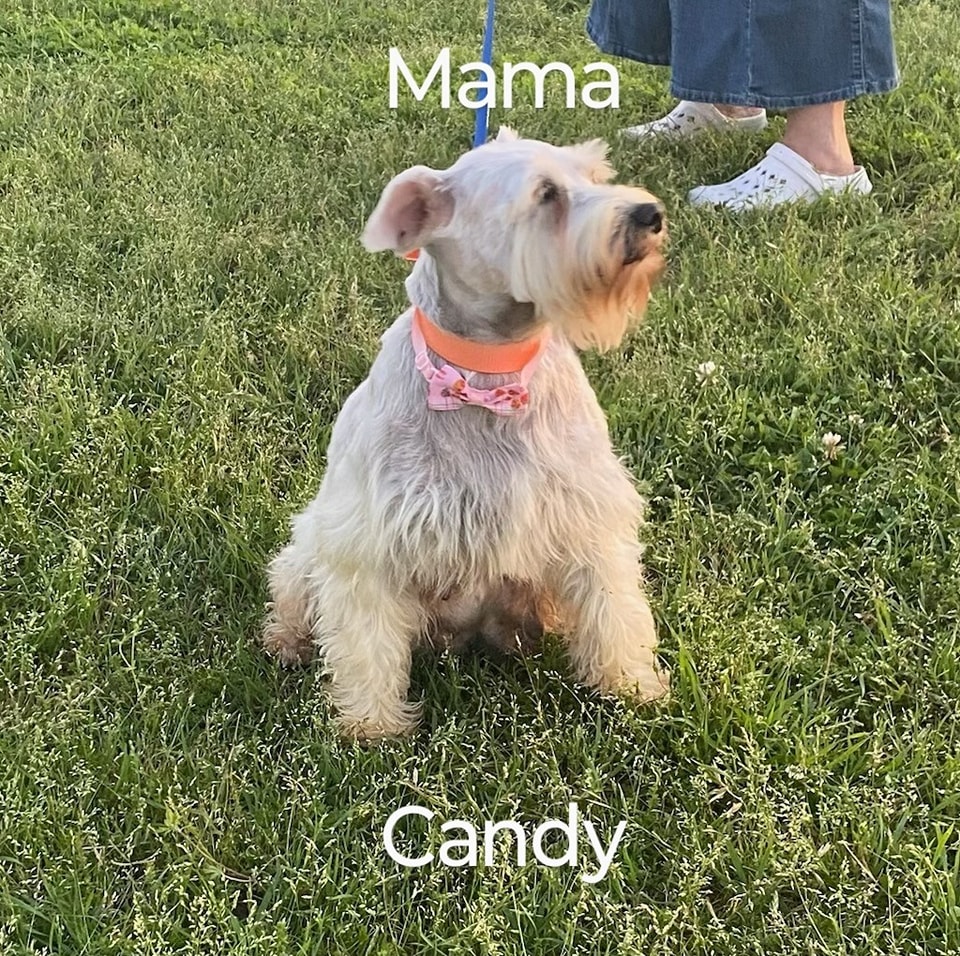Ruth's Miniature Schnauzers | Montezuma GA