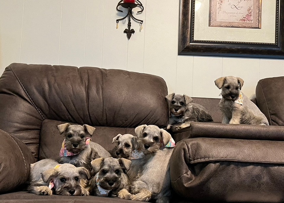 Ruth's Miniature Schnauzers | Montezuma GA