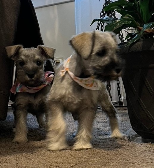 Ruth's Miniature Schnauzers | Montezuma GA