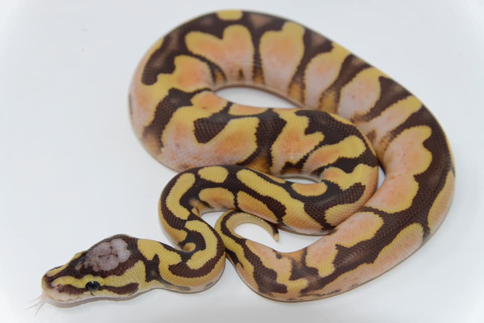 Ball Python-MonARCH Madness