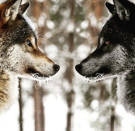 Space to Tame - The Two Wolves: An old Cherokee is... | Facebook