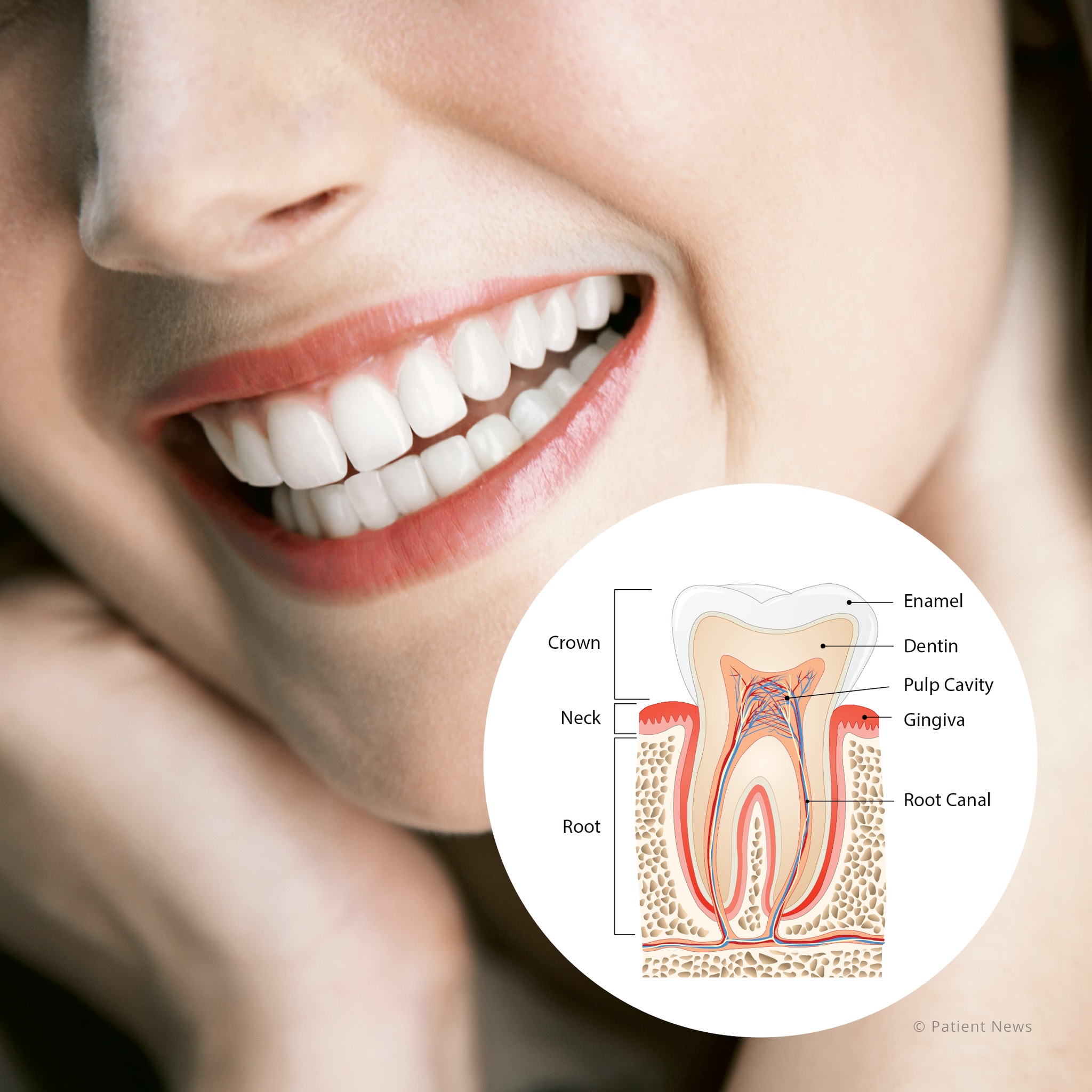 Did you know the human tooth consists... - Grove City Dental