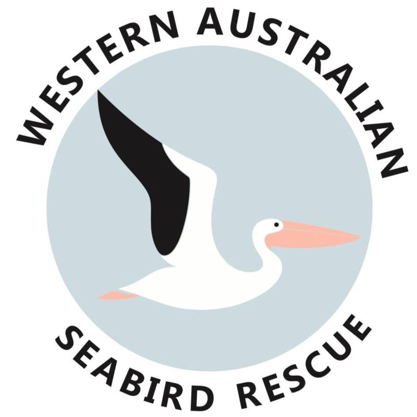 Footage from a rescue from late last month. This Pacific black duck was ...