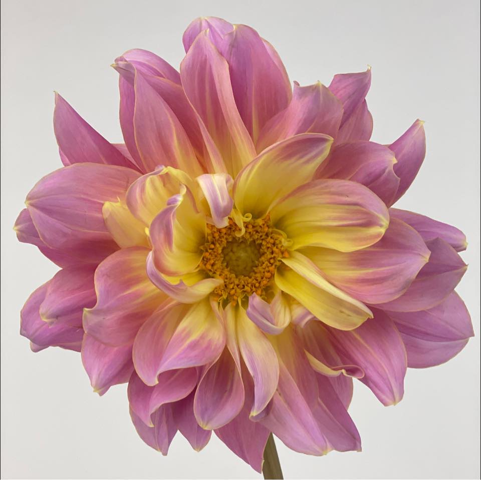 Relles Florist on Reels