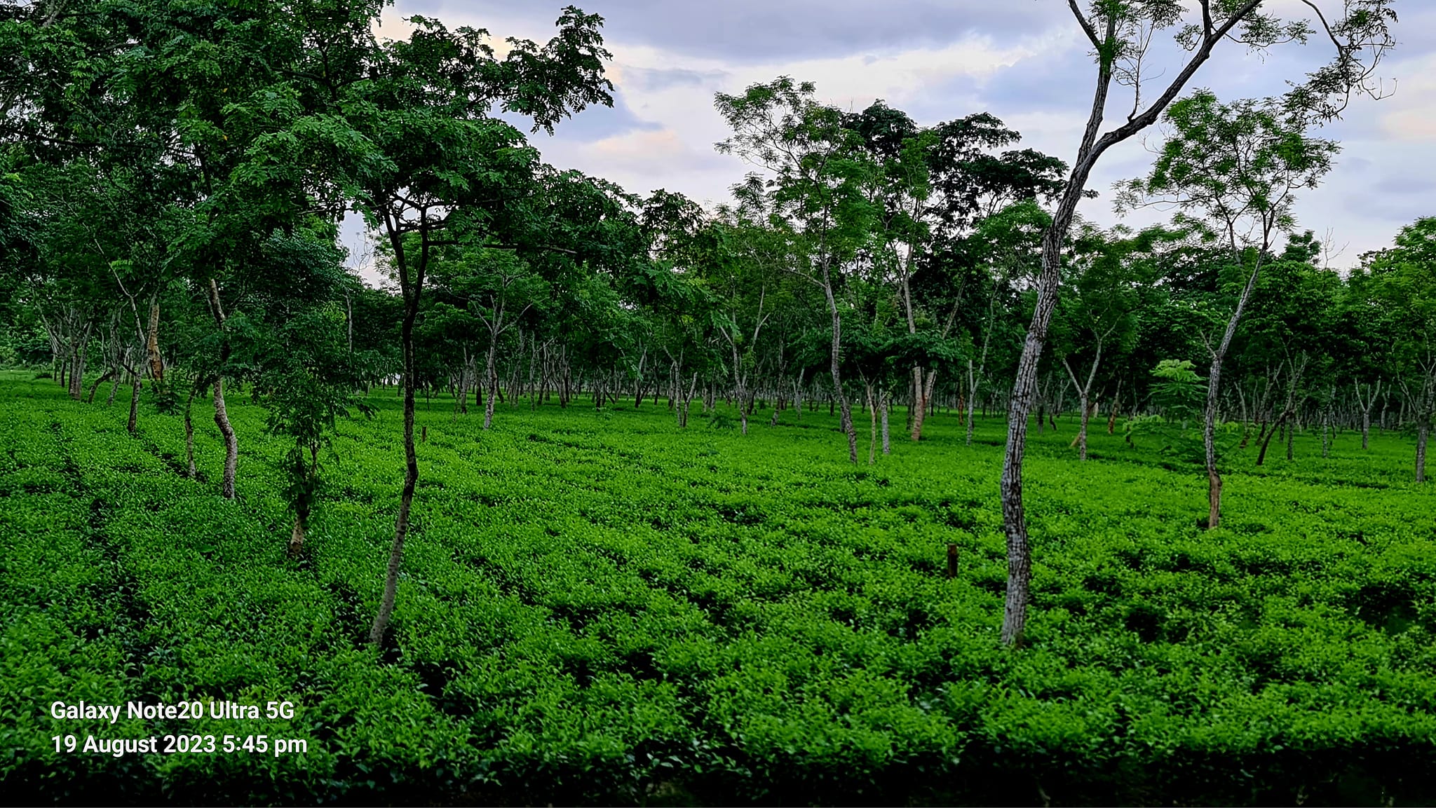 Padma Tea Supply, Srimangal | Moulvi Bazar