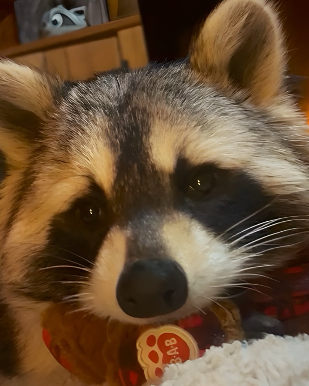 Diddles Raccoon - Diddles Raccoon added a new photo.