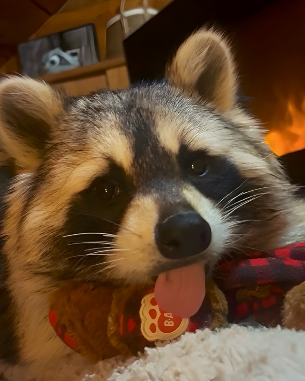Diddles Raccoon - Diddles Raccoon added a new photo.
