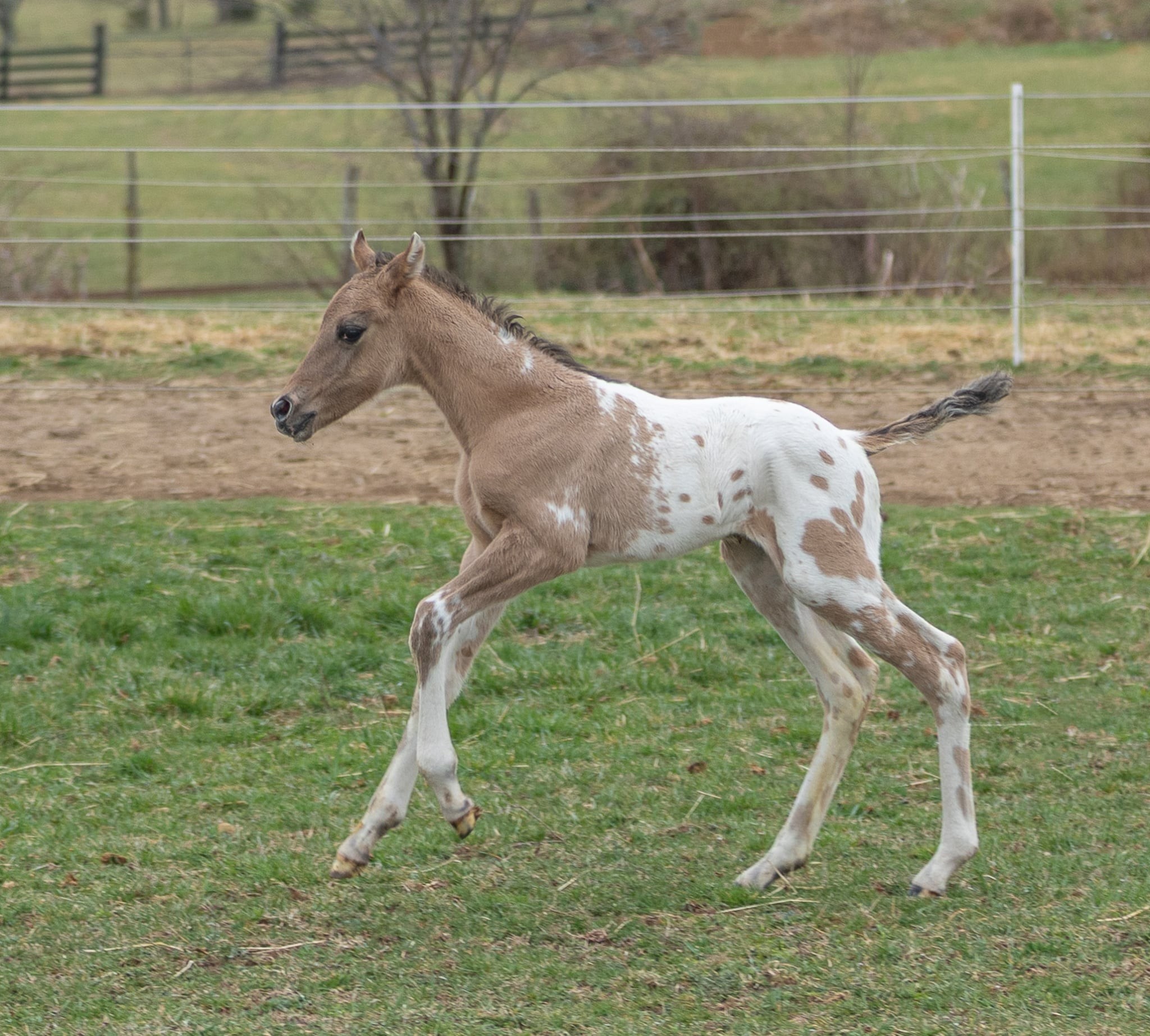 Trinity Appaloosa Farm - Versailles, black fewspot American Sugarbush ...