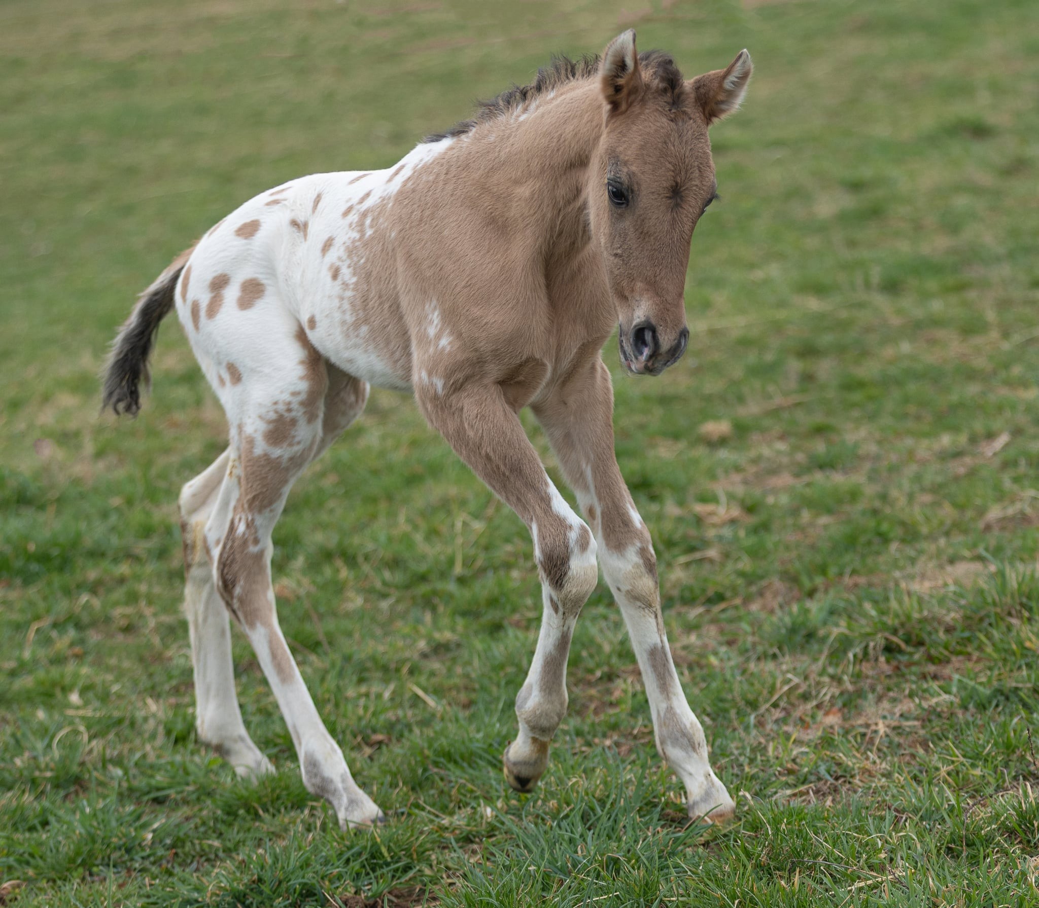 Trinity Appaloosa Farm - Versailles, black fewspot American Sugarbush ...