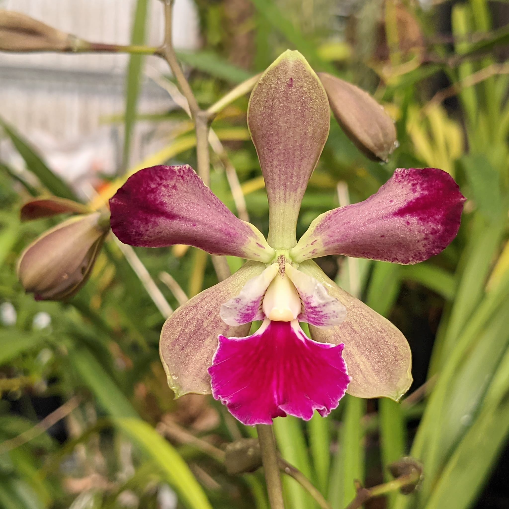 Rare Catyclia Serena's Tinkerbell 'Jamboree' orchid hybrid
