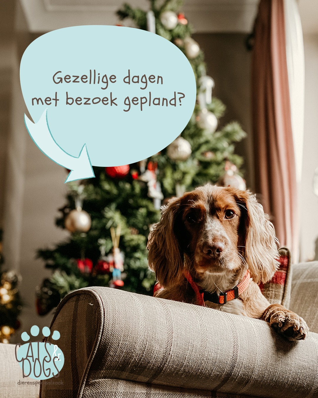 Cats & Dogs - ℹ️ Heb jij deze maand ook gezellige dagen met bezoek ...