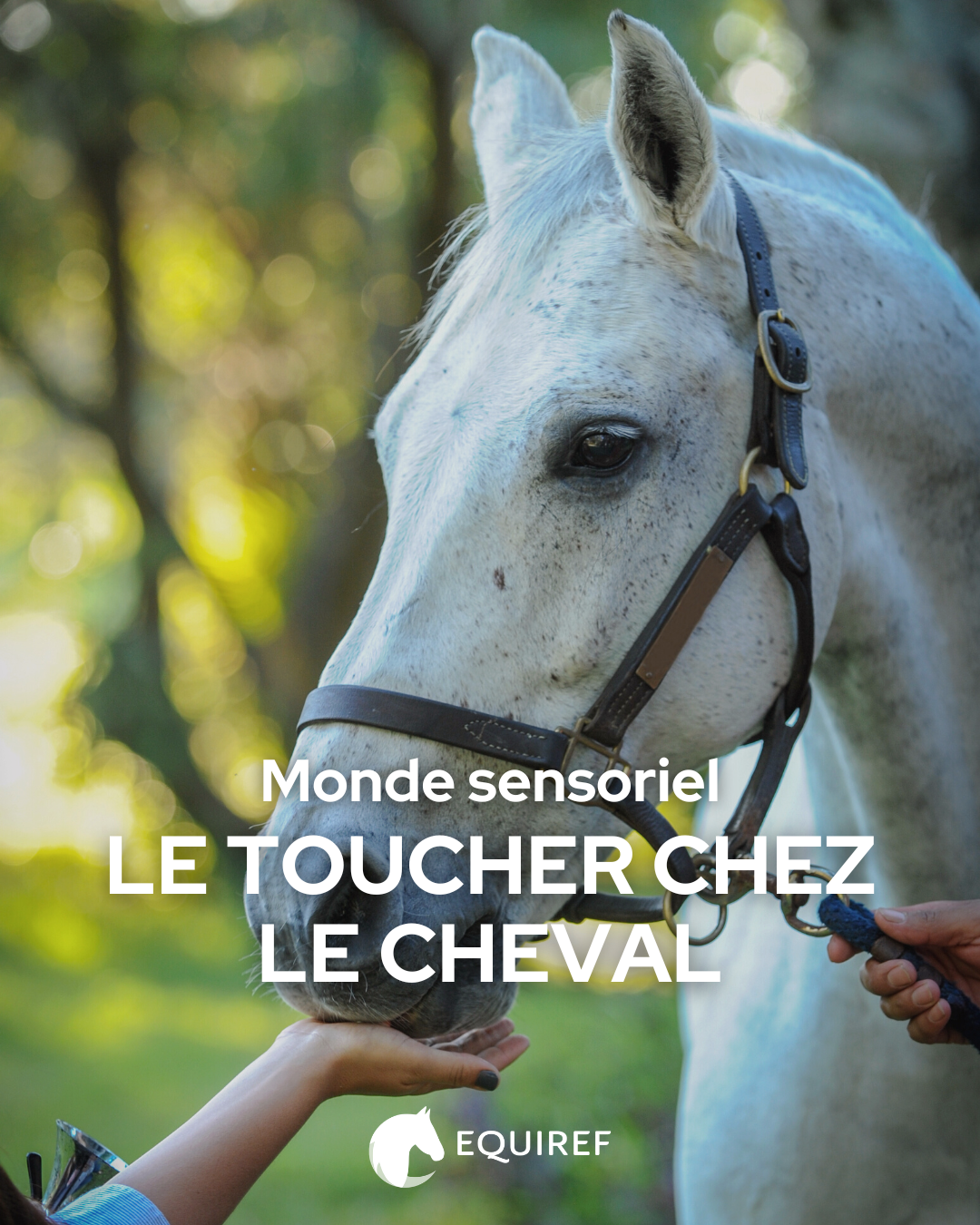 Equiref - [MONDE SENSORIEL 🍃] Focus sur le toucher chez le... | Facebook
