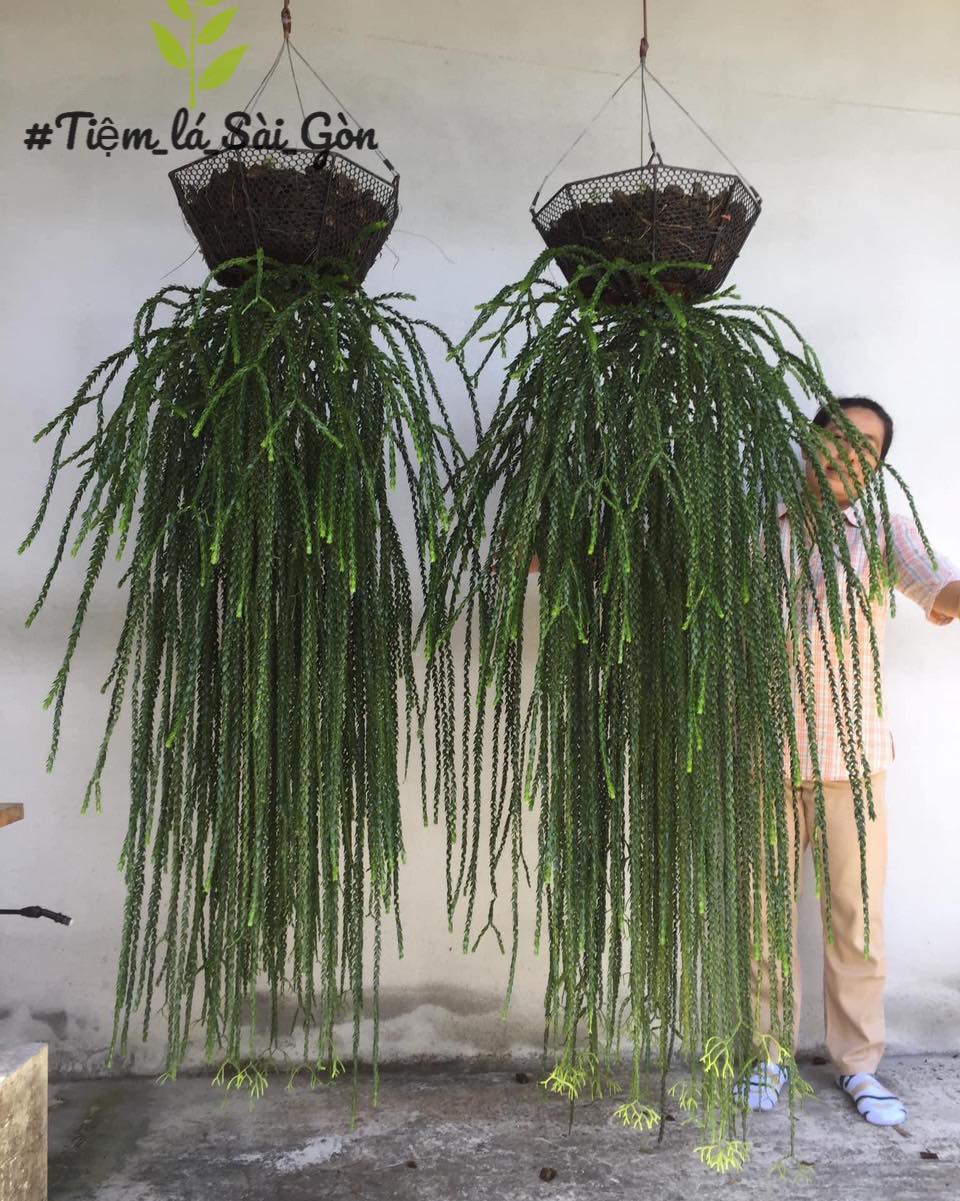 TIỆM LÁ SÀI GÒN - Vài chiếc Huperzia (Râu rồng) gây...