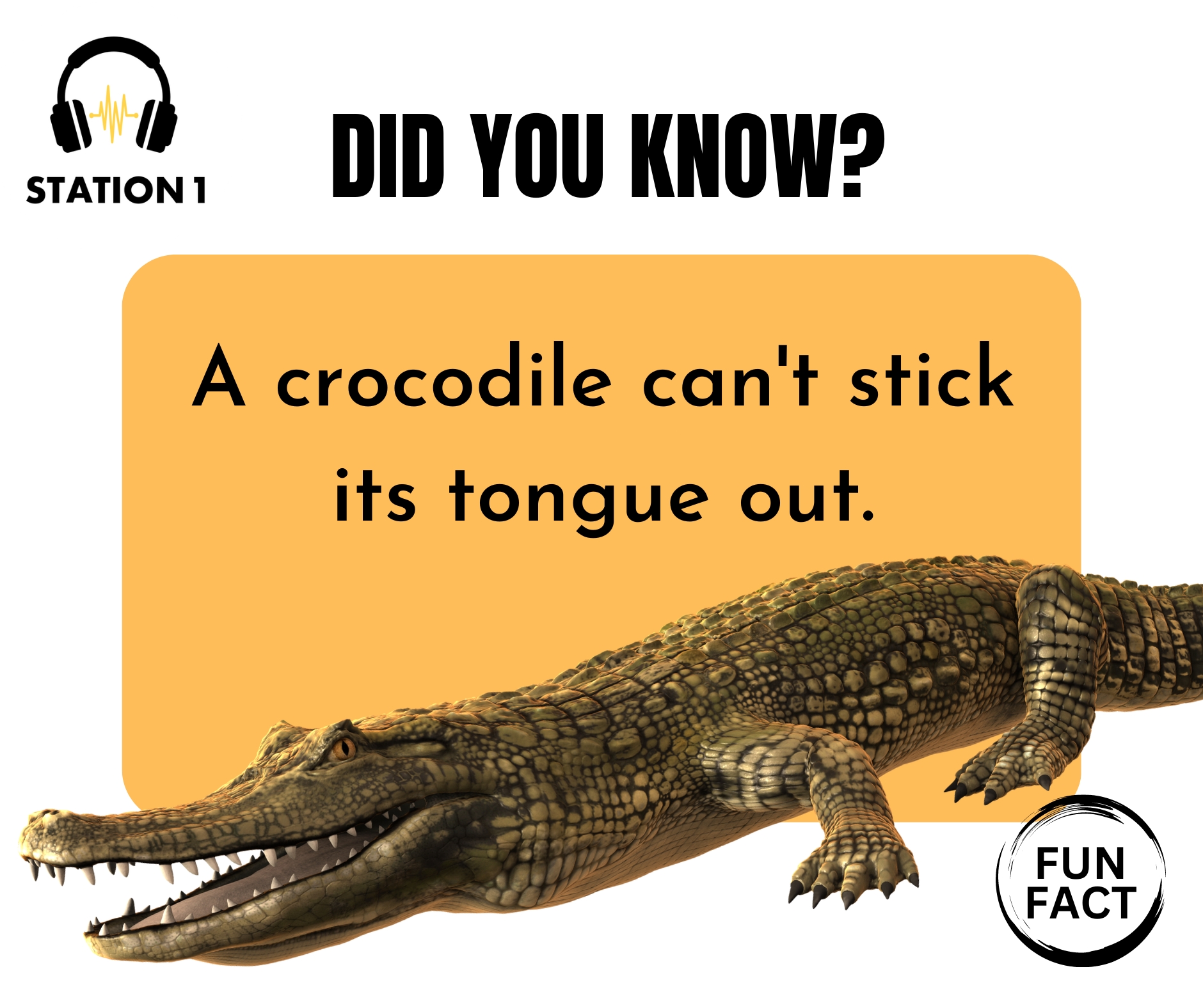Do alligators have tongues? What's that thing sticking out?