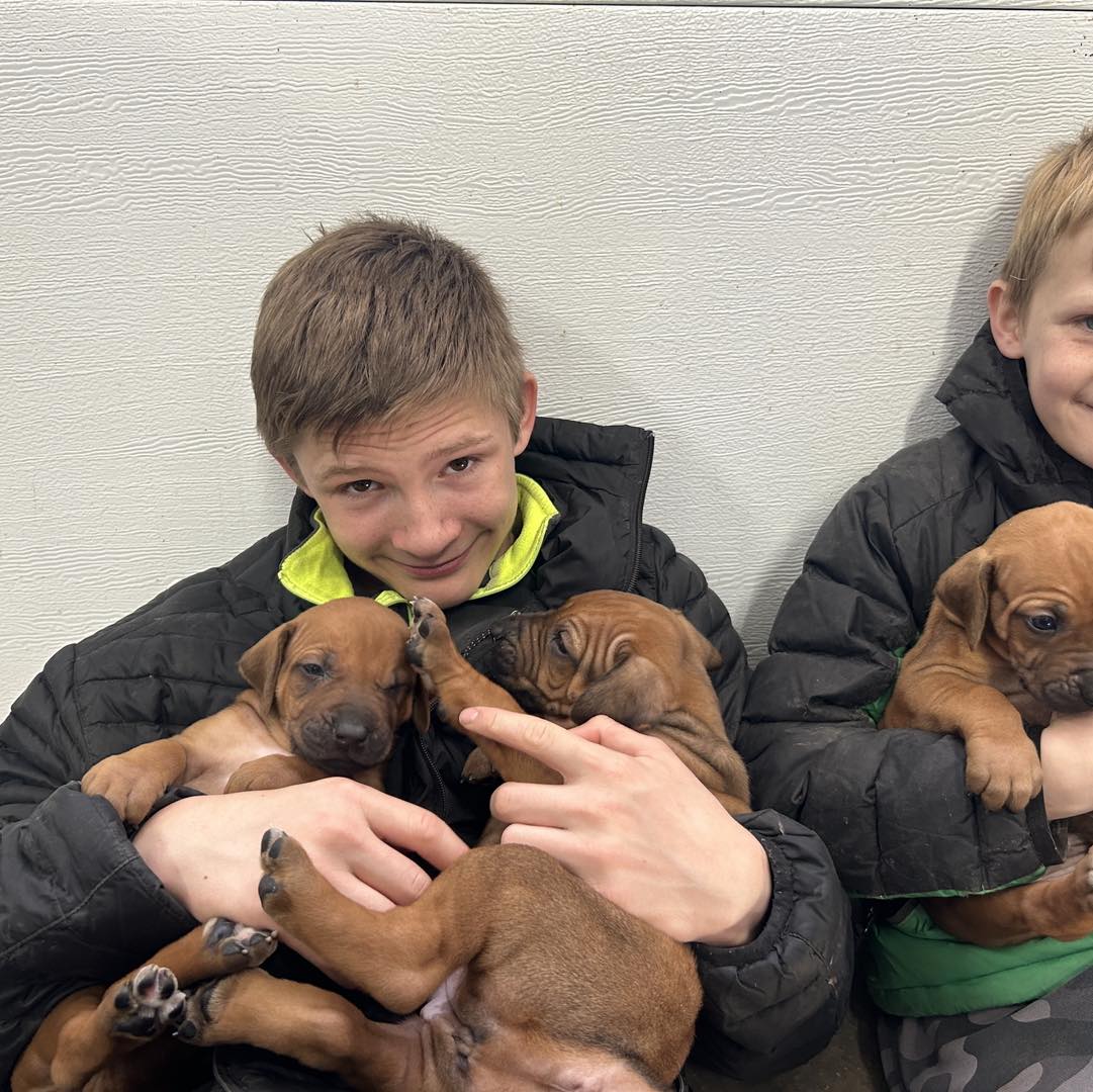 Black Powder Rhodesian Ridgebacks