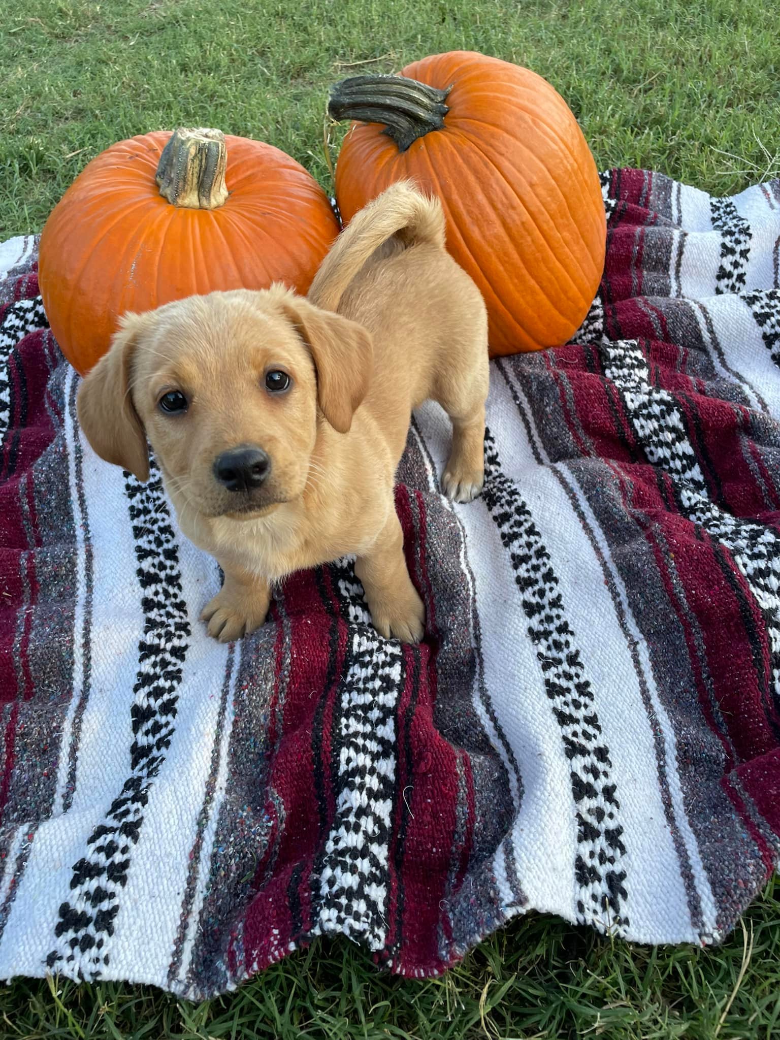 Twisted M Ranch - Mini labradoodles (mom is lab, dad is... | Facebook