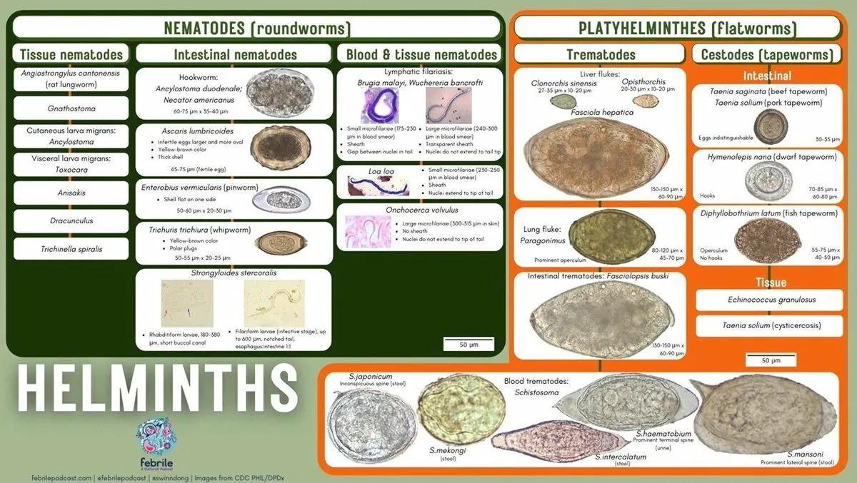 EndoCollab - Comprehensive classification of helminths showing ...