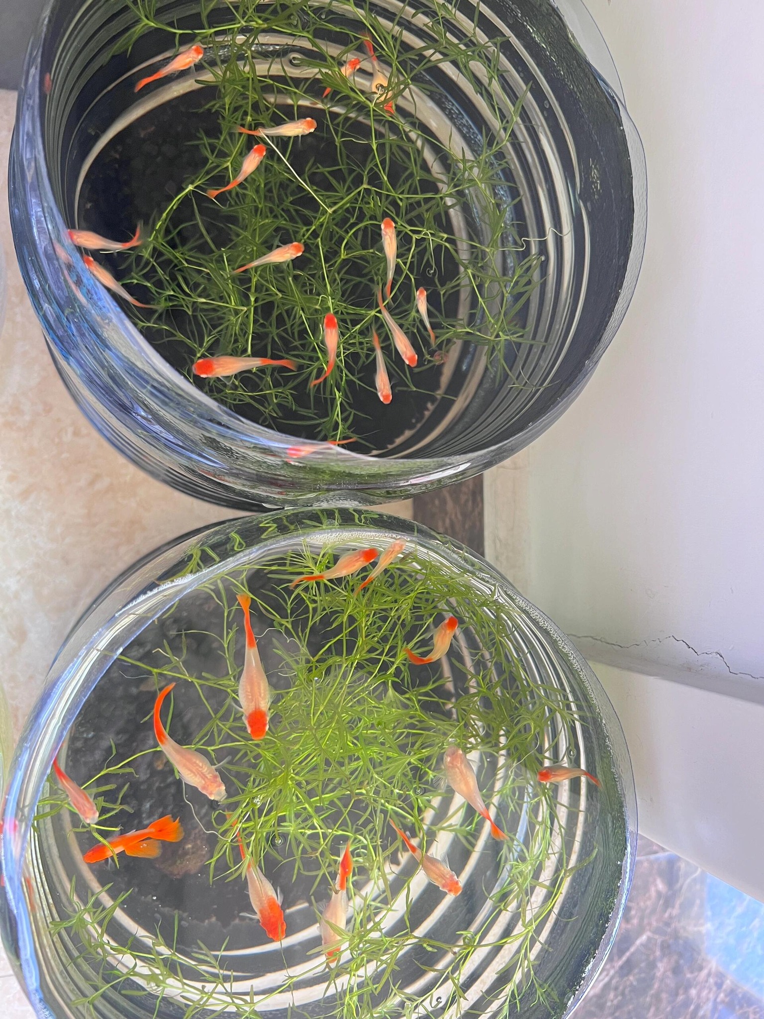 鱼阿渔 - 孔雀魚大王????獨家秘籍????|||1. 怎么判斷孔雀魚何時生產！！！ 孔雀魚基本上一月生一次！受精一次可生三月，它會存精。快 ...