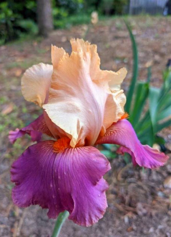 iris germanica party dress strapless open back dress Pure As Gold Reblooming Bearded Iris, Iris  germanica