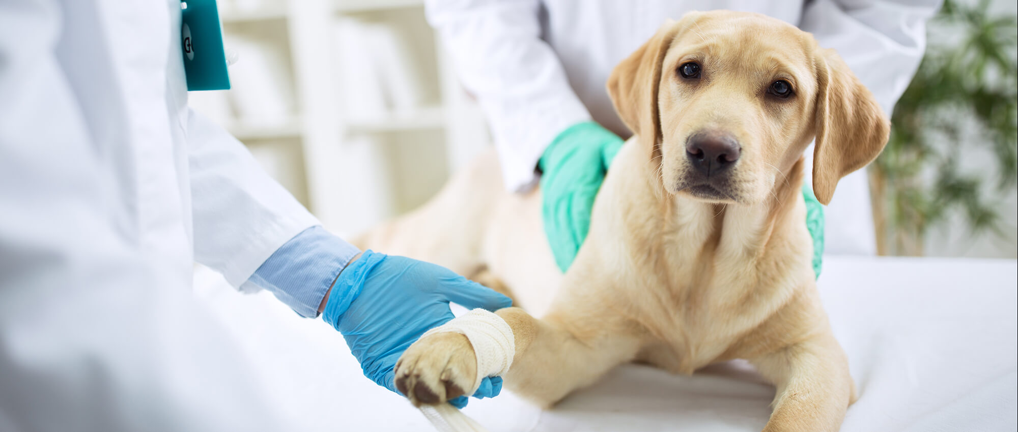 County Line Veterinary... - County Line Veterinary Hospital