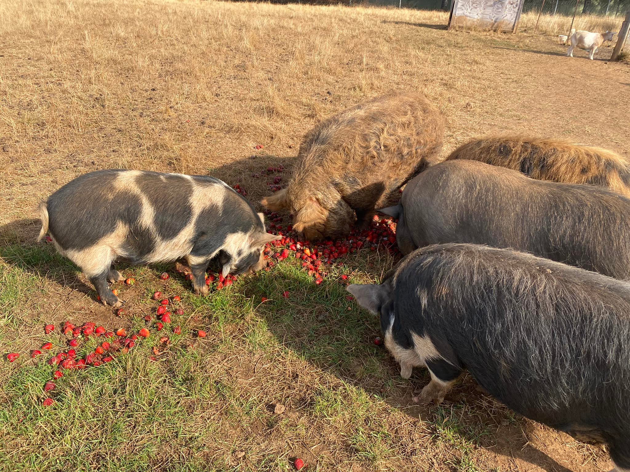 The Gornick Family Farm