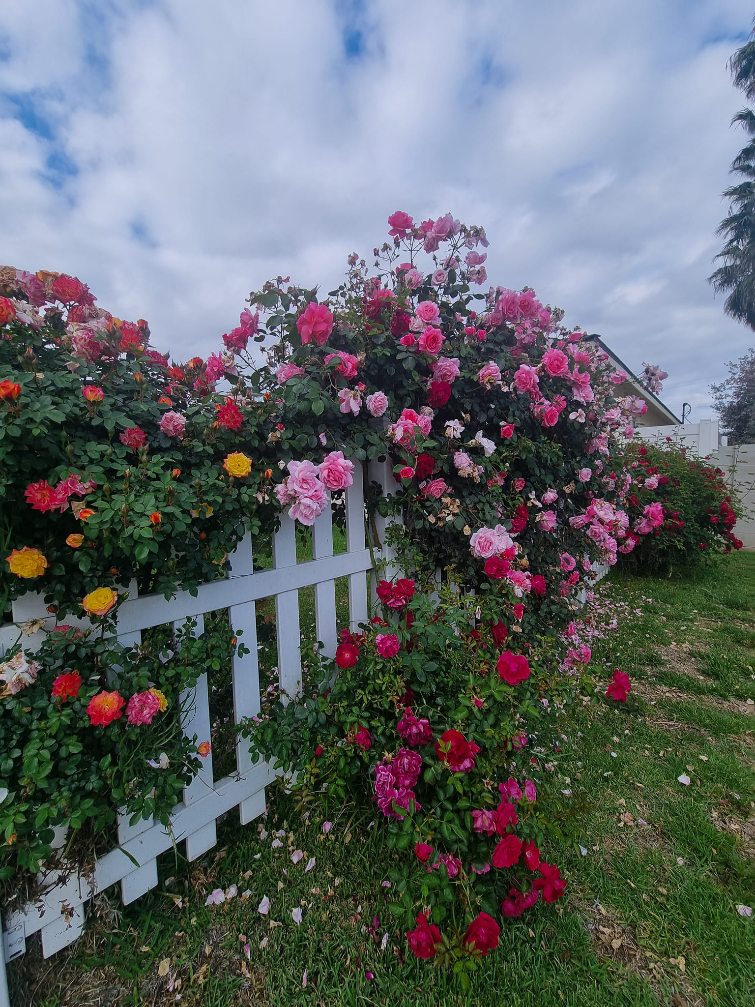 Rose garden in California 🌹