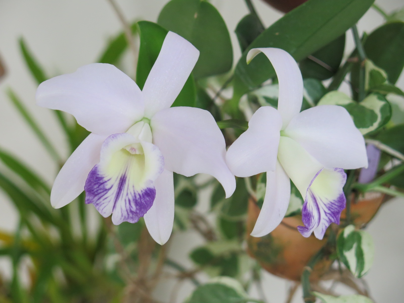 Mini Cattleya 