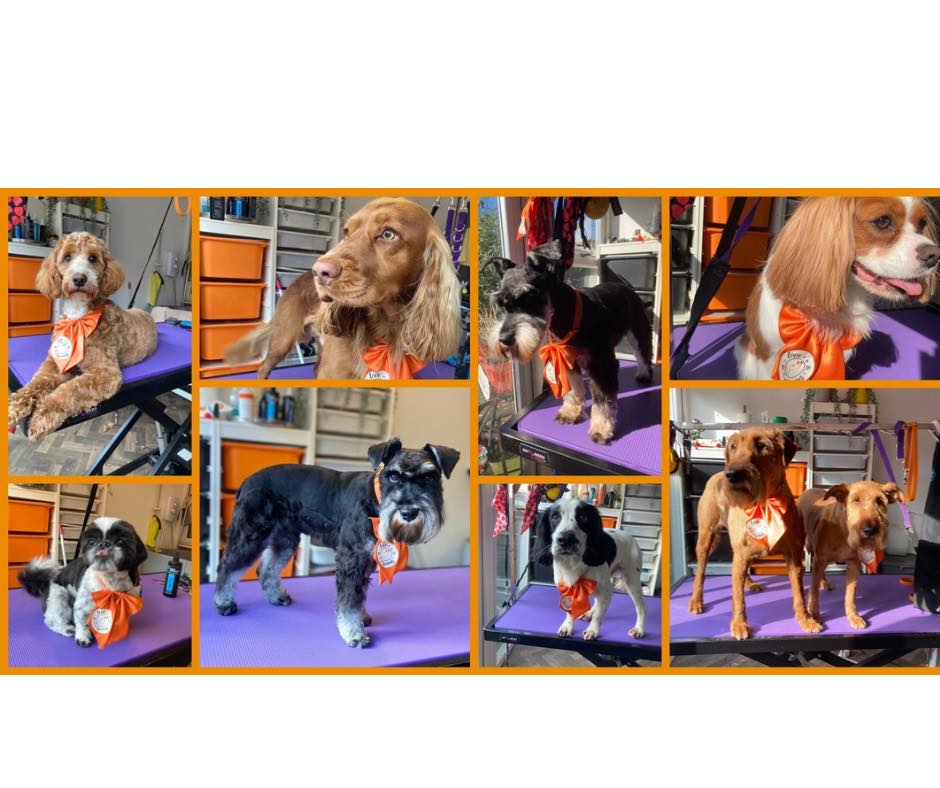 ABC Dog Training and... - ABC Dog Training and Behaviour