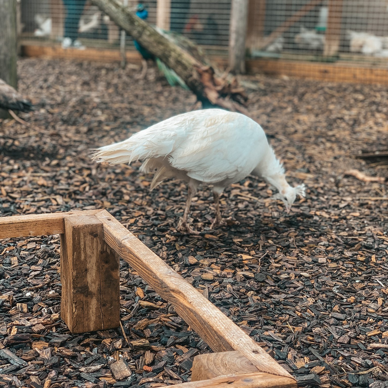 Poultry Centre - 🦚️ W H I T E P E A H E N 🦚️ White... | Facebook