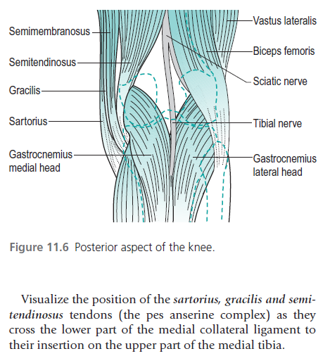 How Subtalar joint malalignment can... - your physio clinic