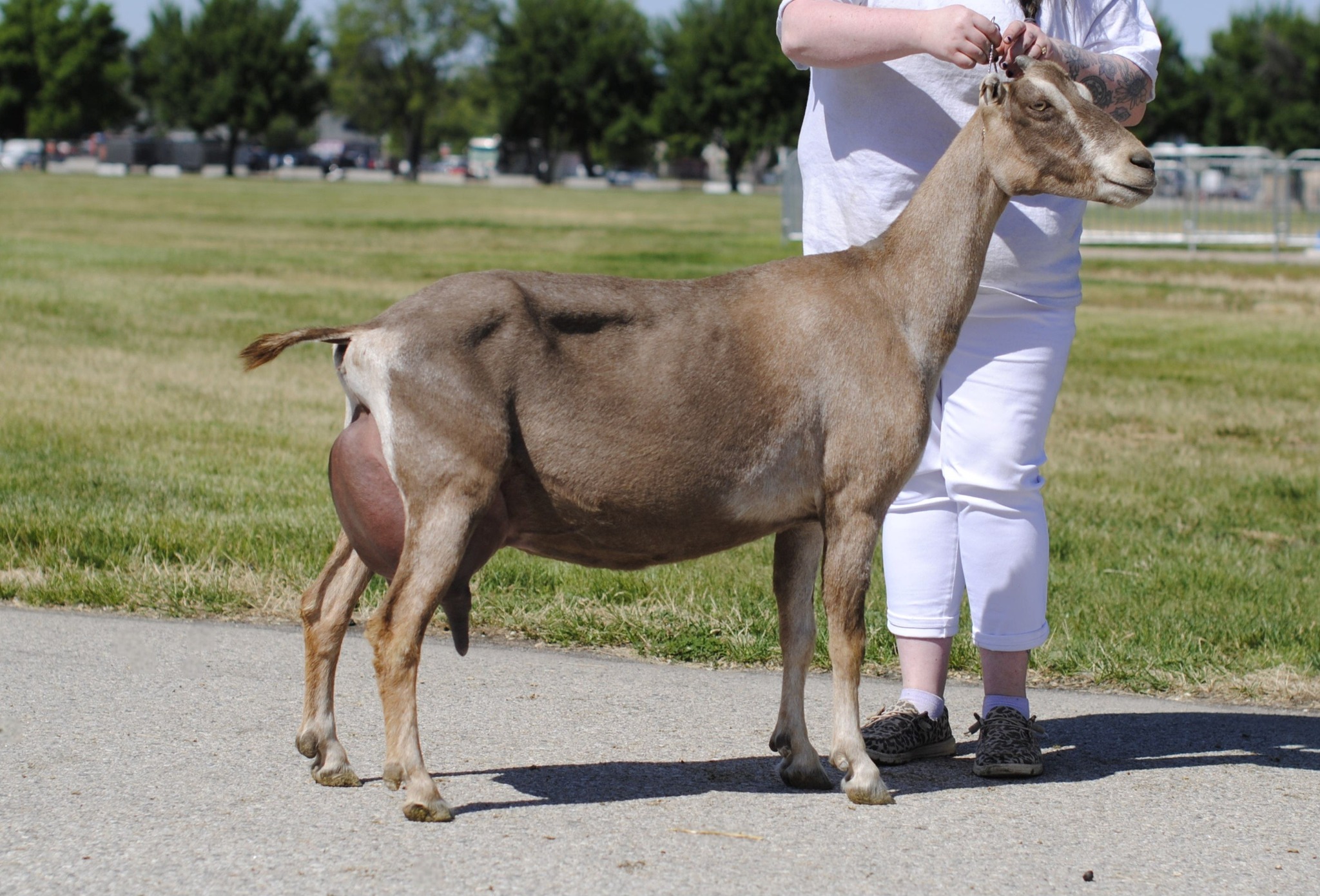 Our recorded grade MTTOP RANCH... - Gm Ranch Dairy Goats | Facebook