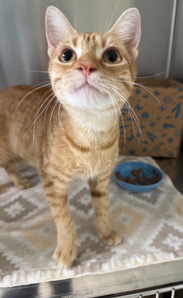 Guardian Angels Cat Rescue and Thrift Store | Hot Springs AR