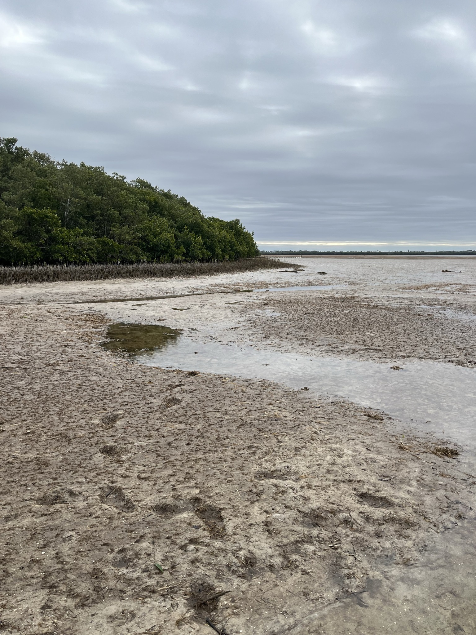 🌊 Tidal Walk at Robert K Rees Memorial Park Beach | Presented by Pasco ...