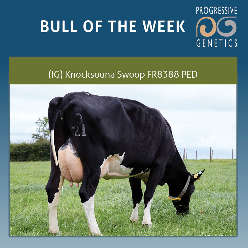 BULL OF THE WEEK; Knocksouna Swoop... - Progressive Genetics | Facebook